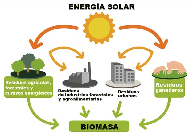 ¿Cuál es la diferencia entre la biomasa y la energía renovable? – Descubre la verdad aquí