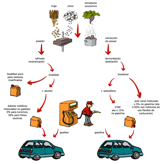 Descubre el proceso de conversión de biomasa en energía: Guía completa paso a paso
