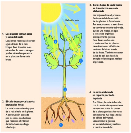 Descubre Por Qué La Biomasa No Contribuye Al Calentamiento Global – Una Explicación Clave Para Entender El Cambio Climático