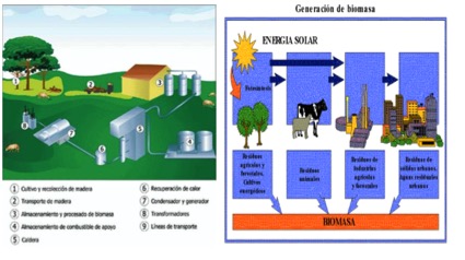 Tecnología de Biomasa: Descubre cómo se utiliza y cómo beneficia al medio ambiente